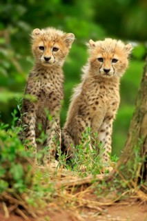 Sudan cheetah