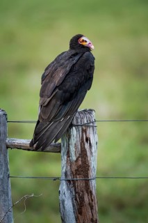Lesser yellow-headed vulture