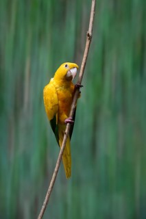 Golden parakeet or golden conure