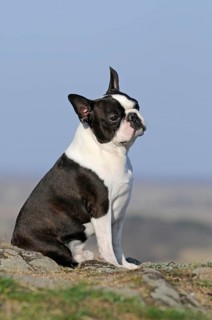 Boston Terrier
