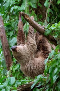 Linnaeus's two-toed sloth