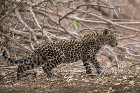 Leopard
