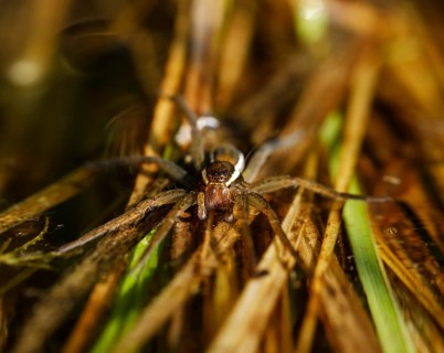 Raft spider