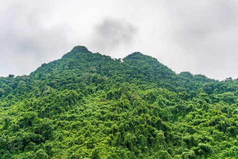Evergreen rainforest