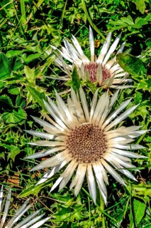 Carline thistle