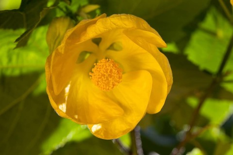 Yellow Indian mallow or velvetleaf