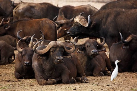 African buffalo