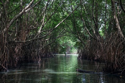 Mangrove forest