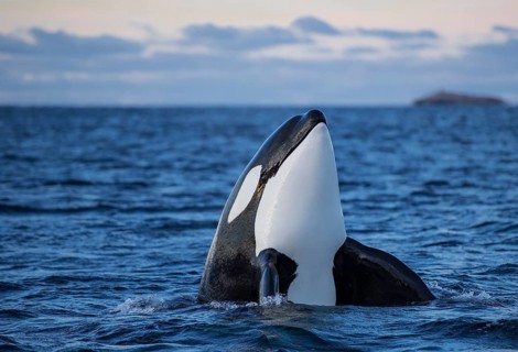 Orca or killer whale