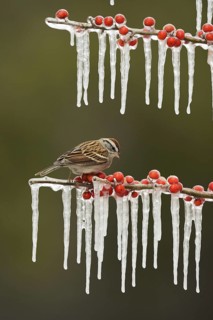 Chipping Sparrow