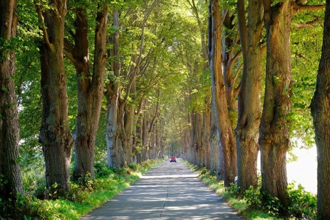 Linden avenue