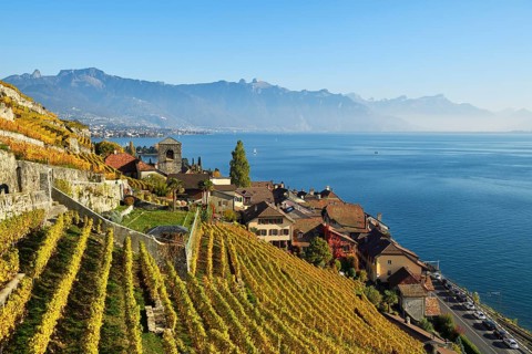 Vineyards in autumn
