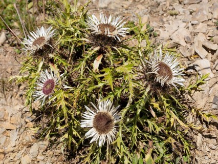 Silver thistles