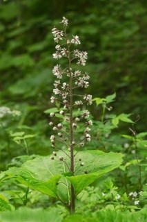Butterbur