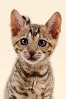 Breed cat Toyger