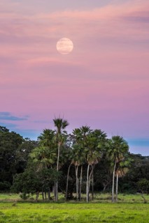 Landscape with moriche palm trees in the southern Pantanal