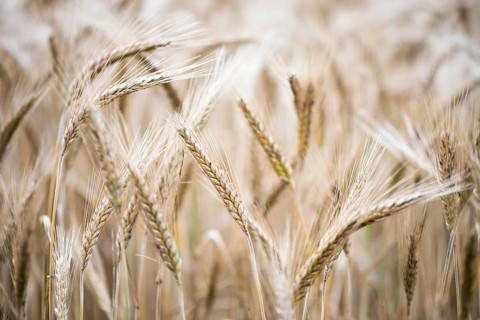 Triticale ears