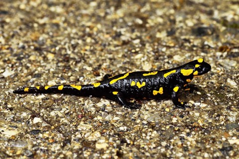 Fire salamander