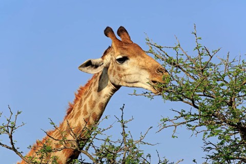 Cape Giraffe