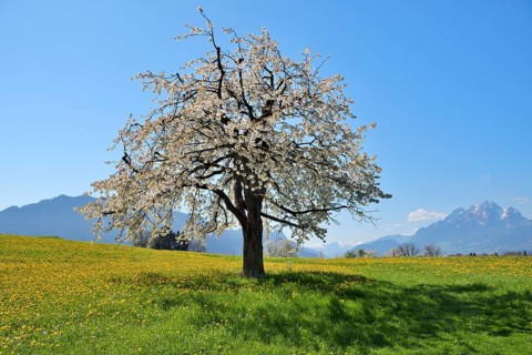 Flowering cherry tree