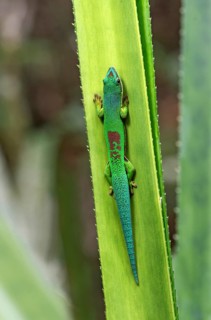 Lined day gecko