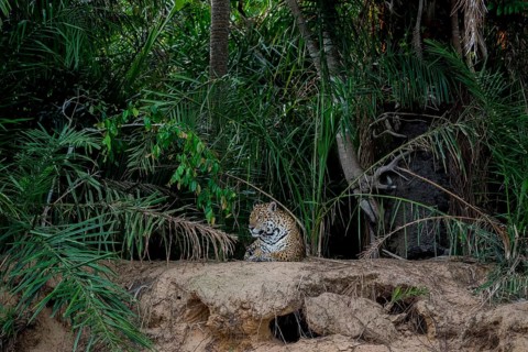 Jaguar