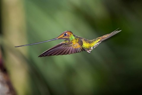 Sword-billed hummingbird
