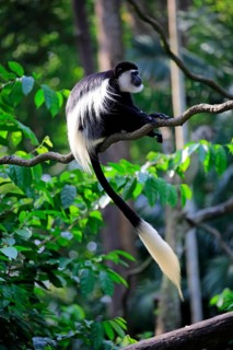Angola colobus