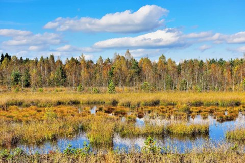 Moorland pond with lakeshore bulrushes