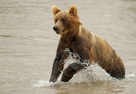 Brown bear