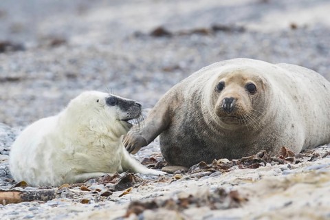 Grey seal