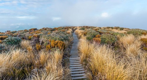 Trail through swampland