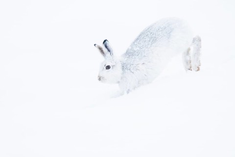 Mountain hare