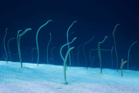 Group of Red Sea garden eels