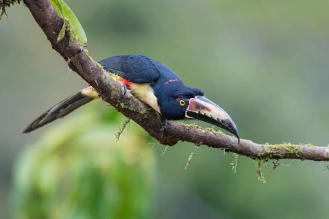 Collared aracari