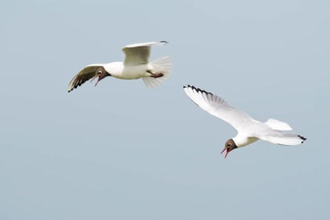 Black-headed gulls