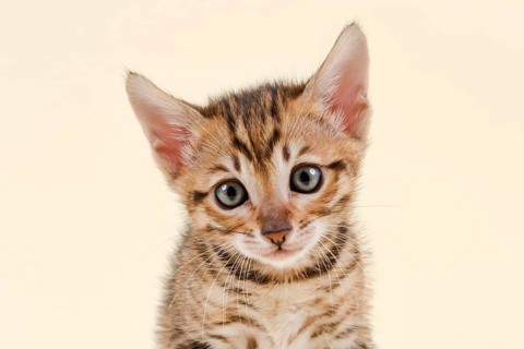 Toyger