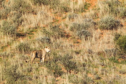 Lionesses