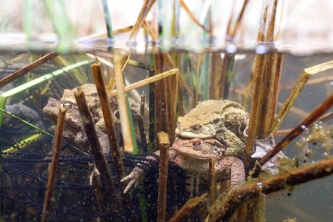 Common toad