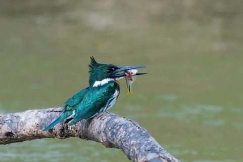 Green Kingfisher