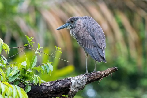 Young crab heron