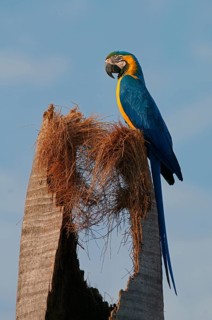 Blue and yellow macaw