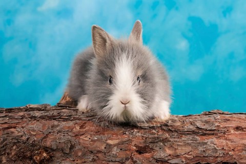 Young dwarf rabbit