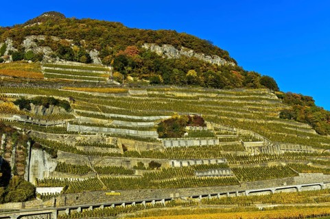 Chasselas vines