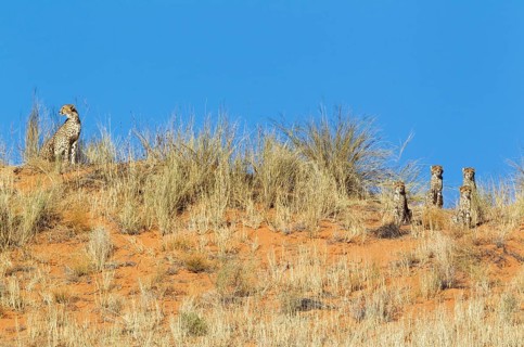 Cheetah