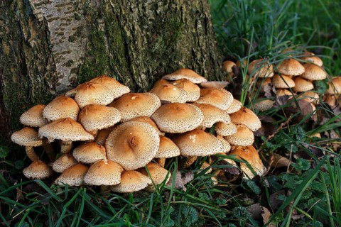 Shaggy scalycap