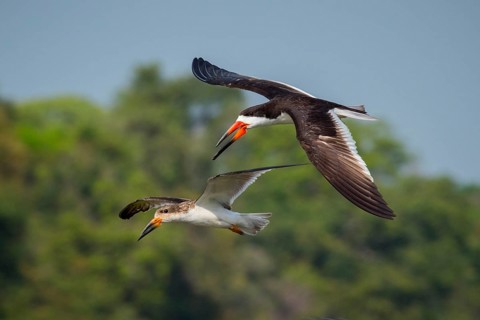 Black Skimmer