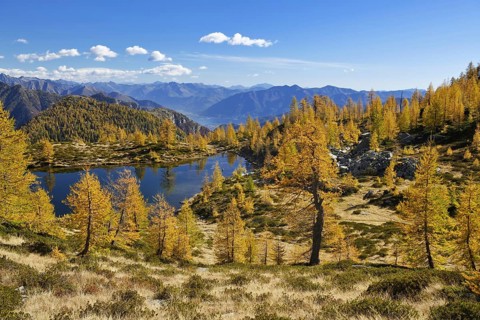 Larches
