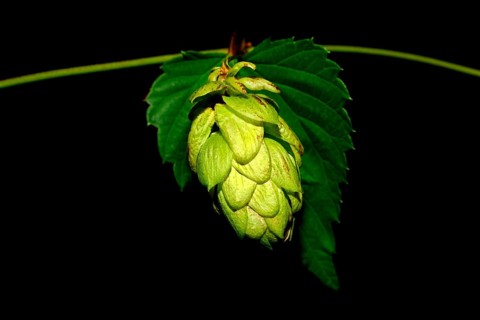 Common hop