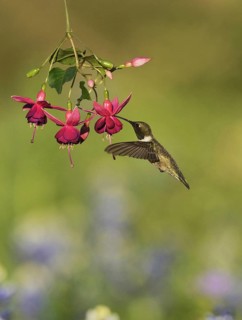 Black-chinned Hummingbird